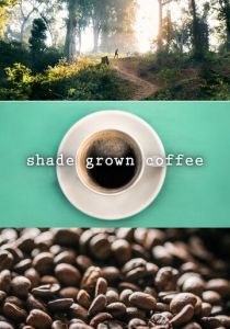 Кофе в тени 2020 скачать торрентом