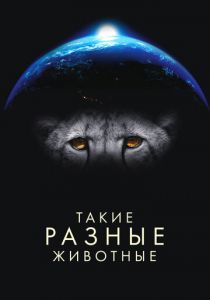 Такие разные животные 2024 скачать торрентом