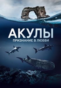 Акулы. Признание в любви 2022 скачать торрентом